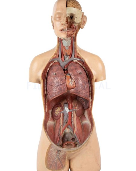 Anatomical model 